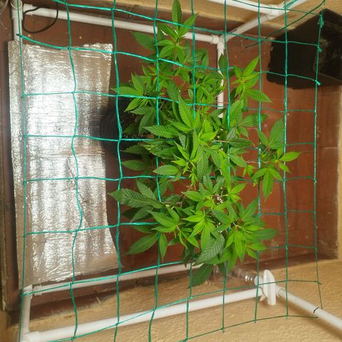 Apple pie  growlog timeline photo