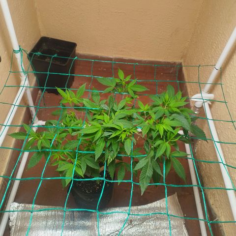 Apple pie  growlog timeline photo