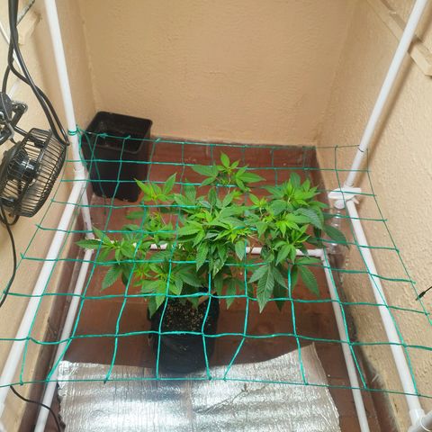 Apple pie  growlog timeline photo