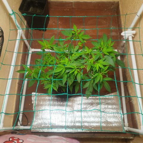 Apple pie  growlog timeline photo
