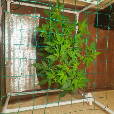 Apple pie  growlog timeline photo
