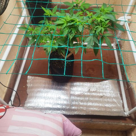 Apple pie  growlog timeline photo