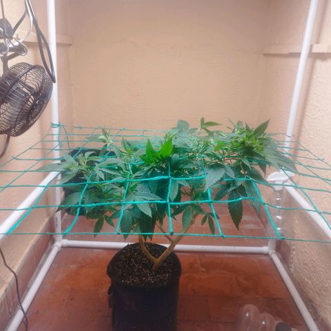 Apple pie  growlog timeline photo
