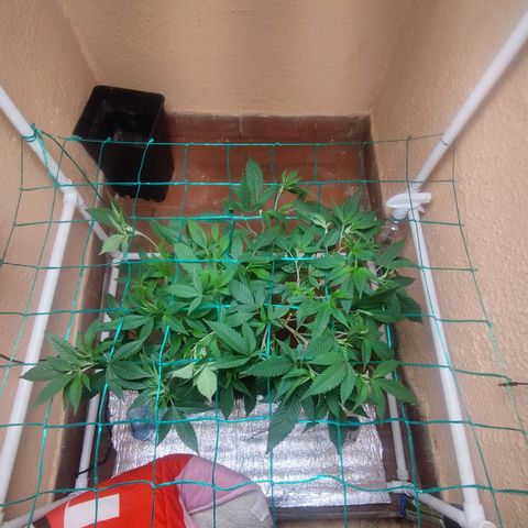 Apple pie  growlog timeline photo
