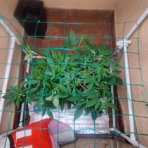 Apple pie  growlog timeline photo