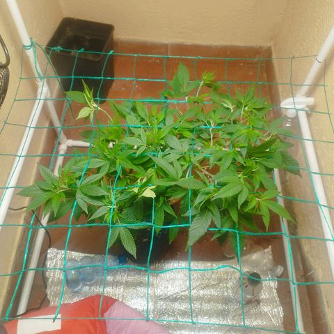 Apple pie  growlog timeline photo