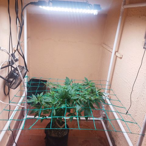 Apple pie  growlog timeline photo