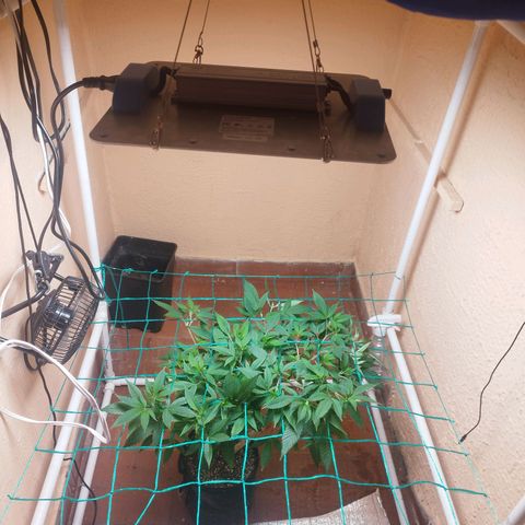 Apple pie  growlog timeline photo
