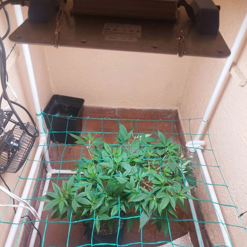 Apple pie  growlog timeline photo