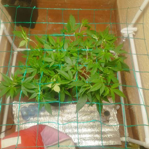 Apple pie  growlog timeline photo