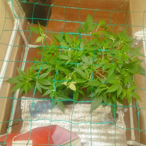 Apple pie  growlog timeline photo