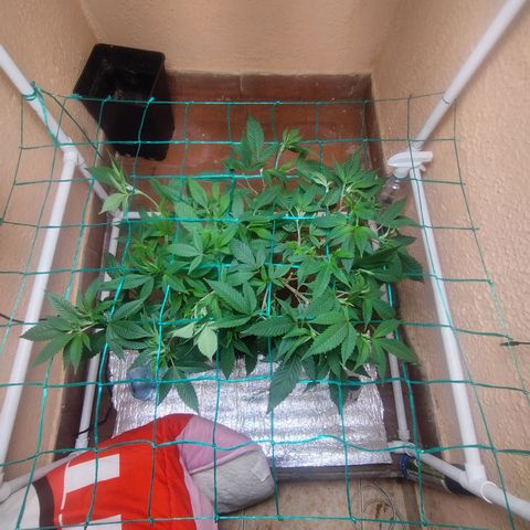 Apple pie  growlog timeline photo