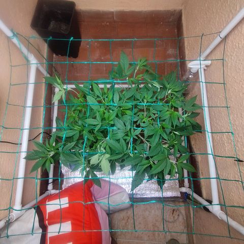 Apple pie  growlog timeline photo