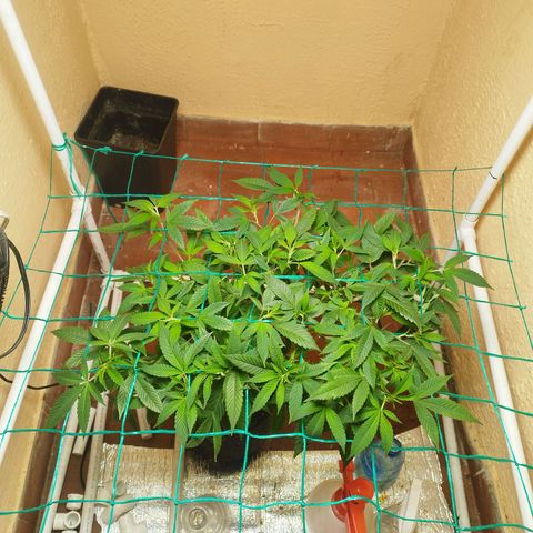 Apple pie  growlog timeline photo