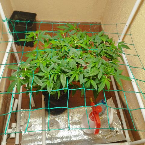 Apple pie  growlog timeline photo