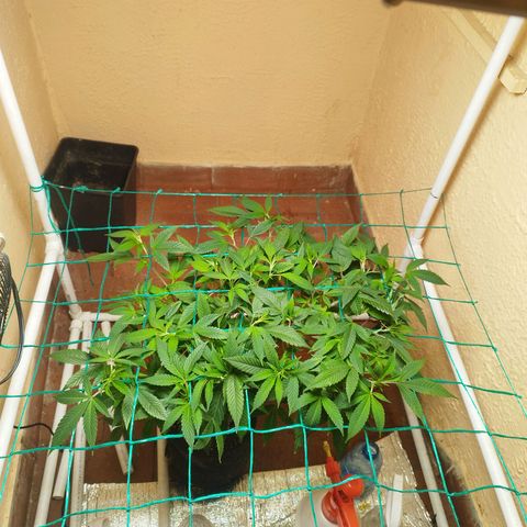 Apple pie  growlog timeline photo
