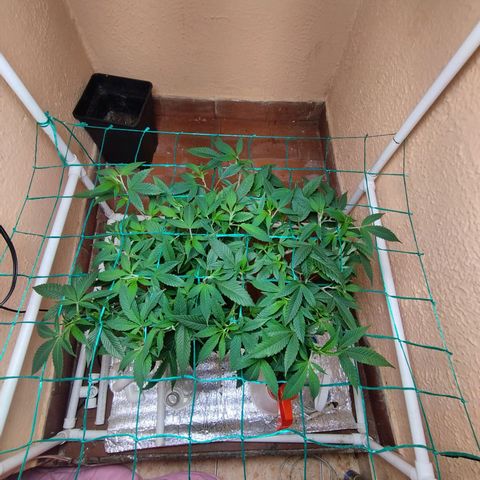 Apple pie  growlog timeline photo
