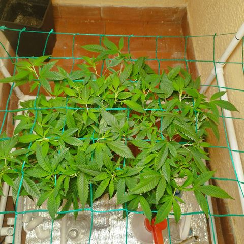 Apple pie  growlog timeline photo