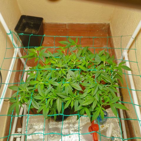 Apple pie  growlog timeline photo