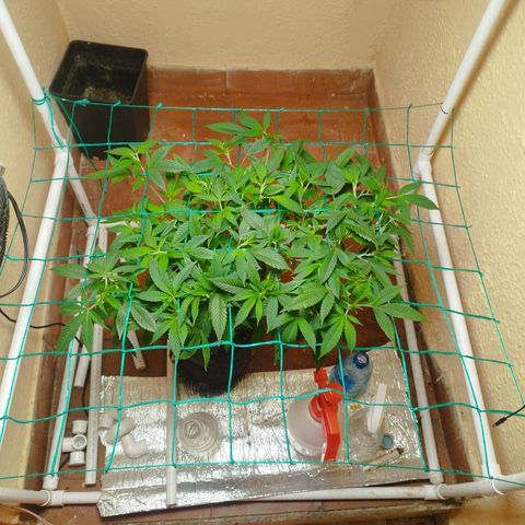 Apple pie  growlog timeline photo