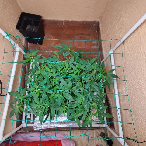 Apple pie  growlog timeline photo