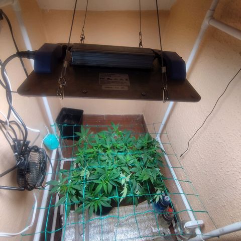 Apple pie  growlog timeline photo