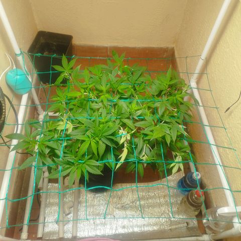 Apple pie  growlog timeline photo