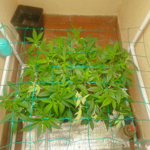 Apple pie  growlog timeline photo