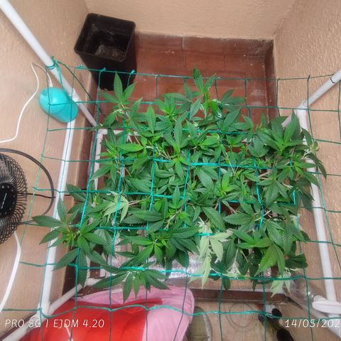 Apple pie  growlog timeline photo