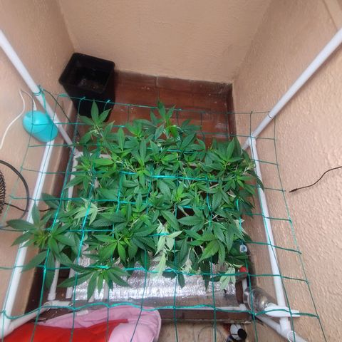 Apple pie  growlog timeline photo