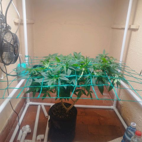 Apple pie  growlog timeline photo