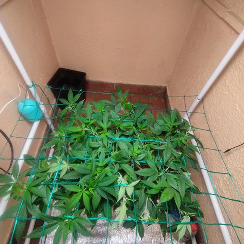 Apple pie  growlog timeline photo