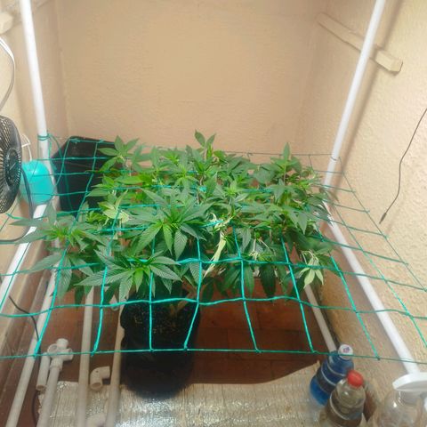 Apple pie  growlog timeline photo