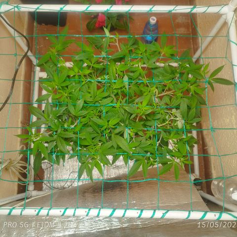 Apple pie  growlog timeline photo