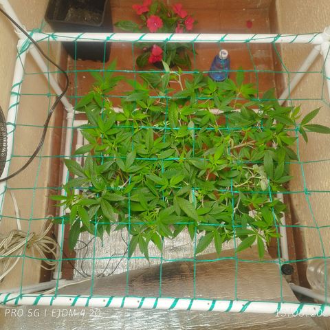 Apple pie  growlog timeline photo