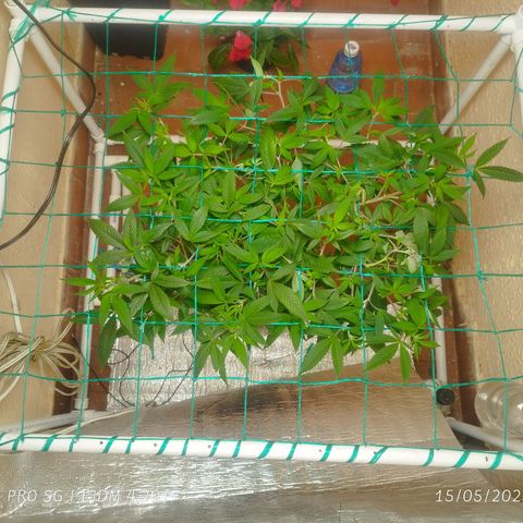 Apple pie  growlog timeline photo