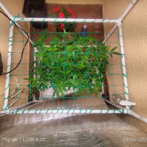 Apple pie  growlog timeline photo