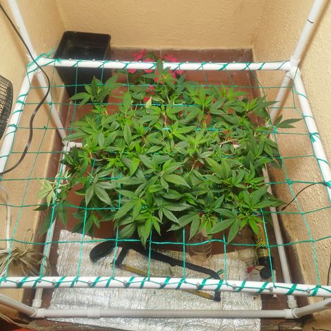 Apple pie  growlog timeline photo