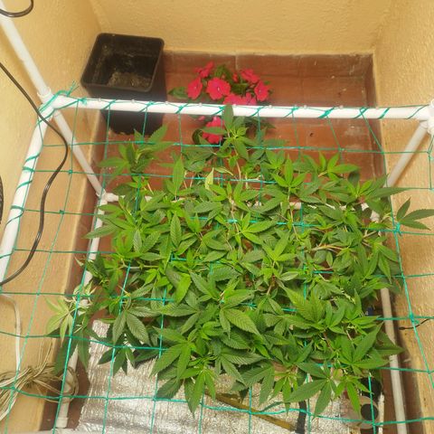 Apple pie  growlog timeline photo