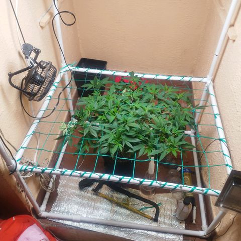 Apple pie  growlog timeline photo