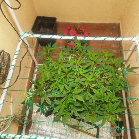 Apple pie  growlog timeline photo