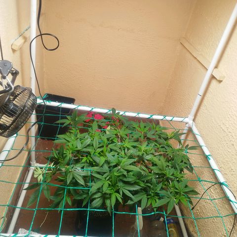 Apple pie  growlog timeline photo