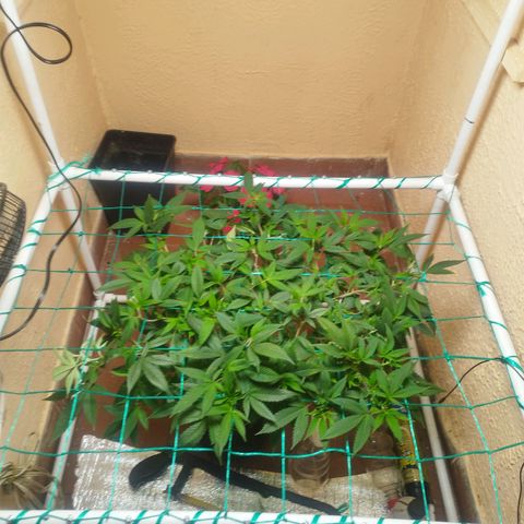 Apple pie  growlog timeline photo