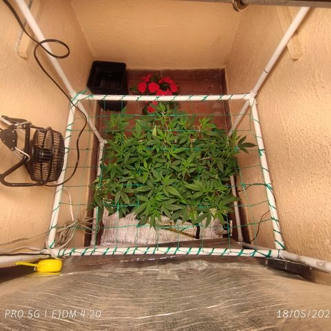 Apple pie  growlog timeline photo