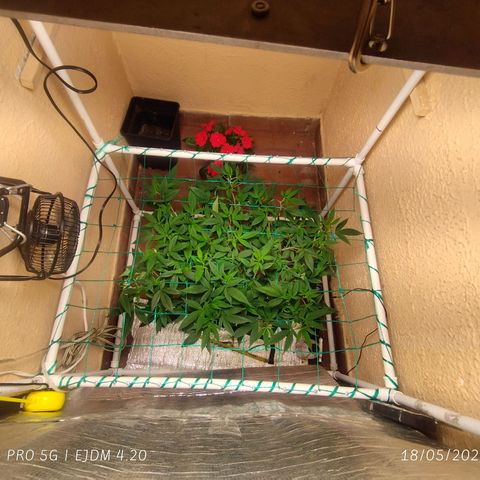 Apple pie  growlog timeline photo