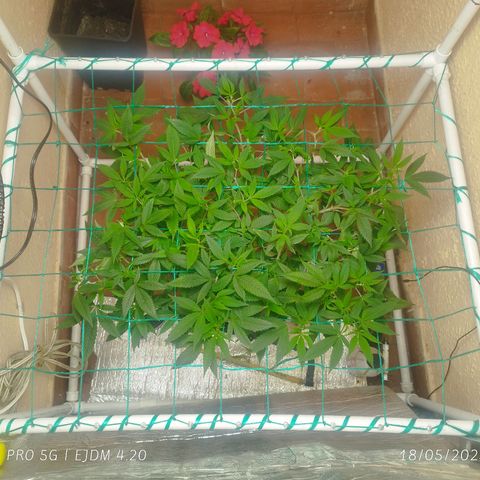 Apple pie  growlog timeline photo