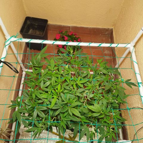 Apple pie  growlog timeline photo