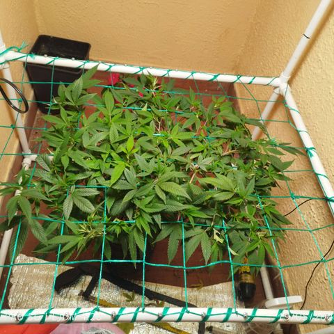 Apple pie  growlog timeline photo