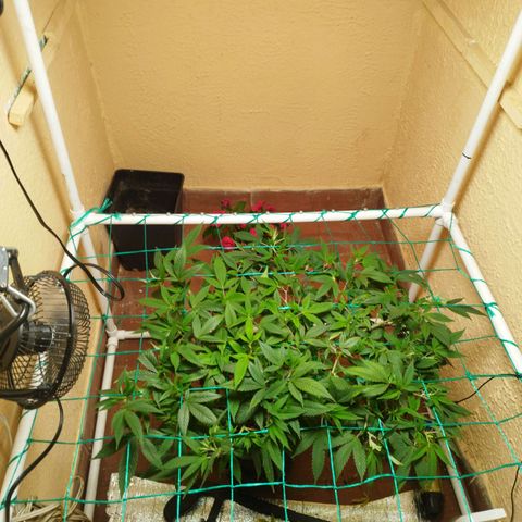 Apple pie  growlog timeline photo