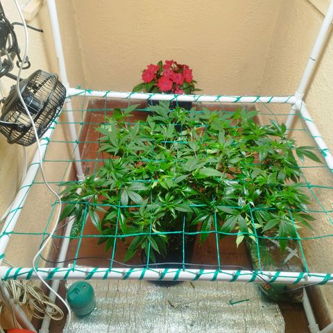 Apple pie  growlog timeline photo